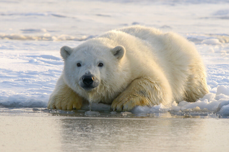 Schmilzt das Meereis, verschwindet auch der Lebensraum der Eisbären.